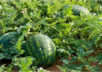 किसानको मेहनतले हराभरा बनेको बगर