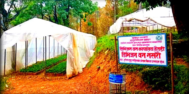 डिभिजन वन कार्यालय बैतडीले १ लाख ५० हजार बिरुवा निःशुल्क वितरण गर्ने