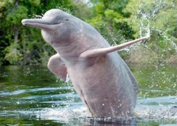 माछा मार्ने बल्छिमा डल्फिन पर्न थालेपछि