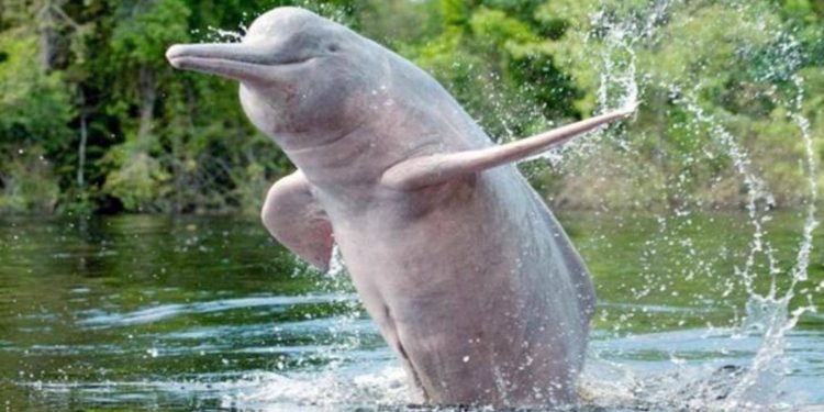 माछा मार्ने बल्छिमा डल्फिन पर्न थालेपछि