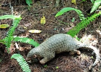 दुर्लभ वन्यनजन्तु सालककाे उद्धार