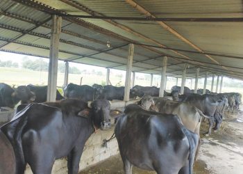 चट्याङ लागेर लमजुङमा पाँच भैंसी मरे