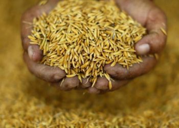 लहान शाखामा धान खरिदमा ९७ लाख भ्रष्टाचार