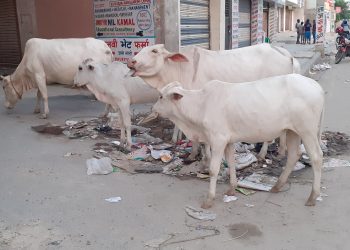 प्रदेशको राजधानीमै छाडा चौपायाको आतंक, जनप्रतिनिधि मौन