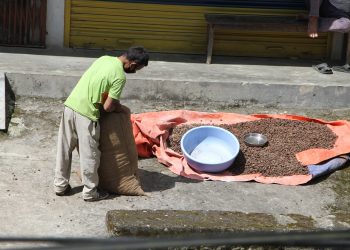 अलैँचीकाे मूल्य पढेसँगै कृषक उत्साहित