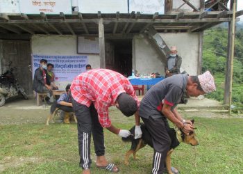 रेडपान्डा जोगाउन कुकुरको बन्ध्याकरण