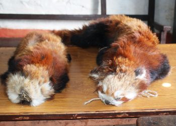 रेडपाण्डाका छालासहित युवक पक्राउ