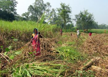 उखु किसानले अनुदानको रकम अझै पाएनन्