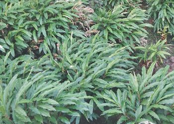 दैलेखका अलैँची किसानको आम्दानी बढ्यो, सम्भावना पहिचान