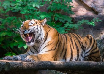 पाटेबाघको आक्रमणबाट एकजनाको मृत्यु