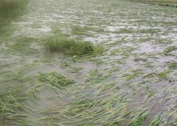 हावाहुरीसहितको बर्षाले धान बालीमा क्षति, किसानहरु मार्कमा