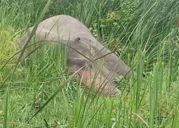 कोशी टप्पुमा रैथाने हात्ती मृत अवस्थामा भेटियो