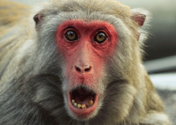 बाँदरको आतङ्कबाट दशरथचन्द नगरपालिकाका हजारभन्दा बढी परिवार विस्थापित