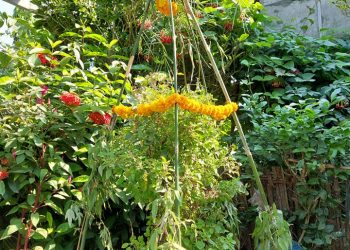 हरिबाेधिनी एकादशी – तुलसीको विवाह र विशेष पूजा आराधना गरेर मनाईंदै