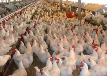 मोरङका कुखुरा फार्ममा बर्डफ्लु भेटियो