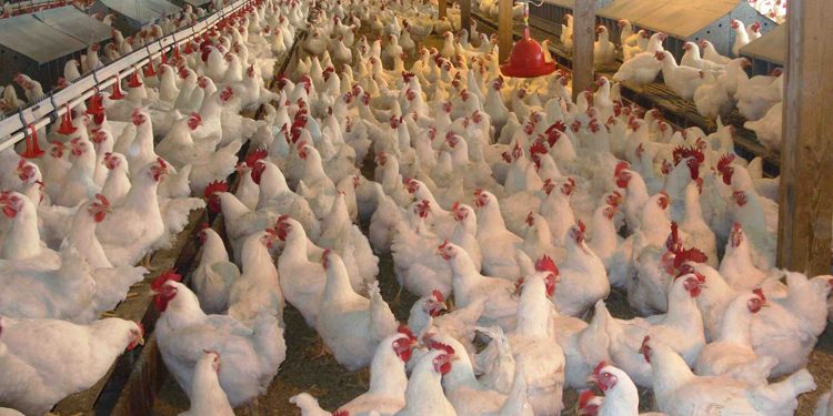 मोरङका कुखुरा फार्ममा बर्डफ्लु भेटियो