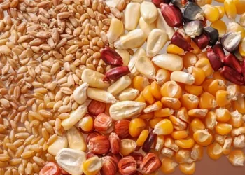 नेपालमा ८० प्रतिशतभन्दा बढी बीउबिजन आपूर्ति निजी क्षेत्रबाट