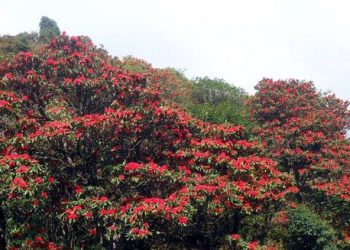 टिएमजेको तल्लो क्षेत्रमा ढकमक्क फुलेका गुराँसले आन्तरिक पर्यटक आकर्षित