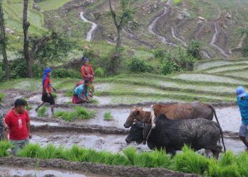 आज १९ औं राष्ट्रिय धान दिवस मनाइँदै