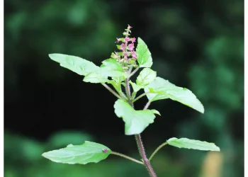 आज आषाढ शुक्ल एकादशी – तुलसीको बिरुवा सारेर हरिशयनी एकादशी मनाइँदै