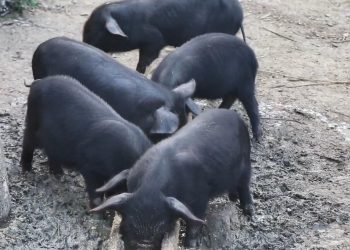 ‘पोहाेरसम्म त व्यापारीले घरबाटै राम्रो दाम दिएर लान्थे,यसपालि त व्यपारी नै आएनन्’