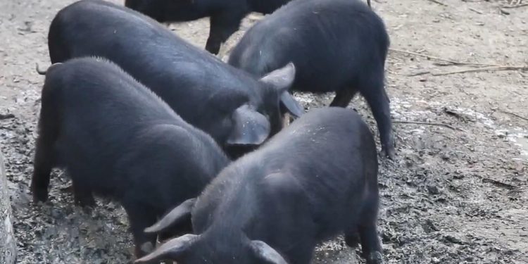 ‘पोहाेरसम्म त व्यापारीले घरबाटै राम्रो दाम दिएर लान्थे,यसपालि त व्यपारी नै आएनन्’