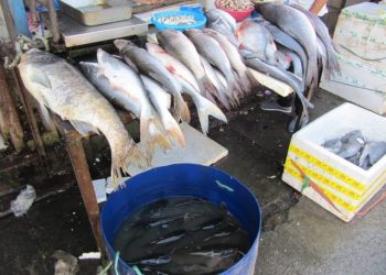 झापामा भारतबाट आयात हुने मरेको माछा बिक्री–वितरणमा रोक