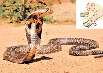 महाकालीपारि सर्पदंशको उपचार सेवा