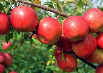 मुस्ताङमा स्याउ सङ्कलन तथा चिस्यान केन्द्र निर्माण हुँदै