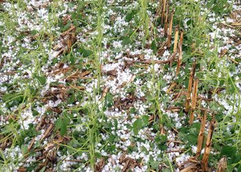 झापामा असिना सहितको हावाहुरीले बालीनालीमा ठुलो क्षति