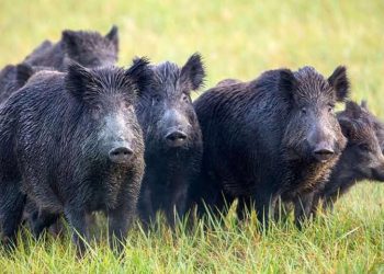 ढोरपाटनमा बँदेलको सिकार हुन सकेन, स्थानीयवासी चिन्तित