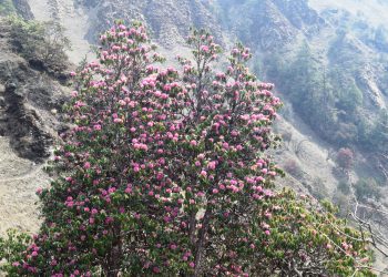 ढकमक्क लालिगुराँस
