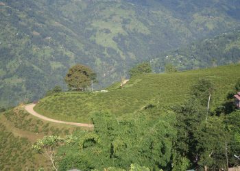 पर्यटनको मुख्य आधार चिया पर्यटन