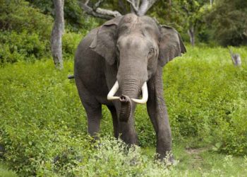 झापाको वन क्षेत्रमै हात्तीका लागि आहाल र आहारा