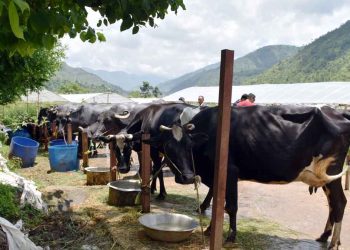 माछापुच्छ्रेमा पुशपालन व्यवसाय फस्टाउँदै, दैनिक ११ हजार लिटर दूध बिक्रीहुँदै