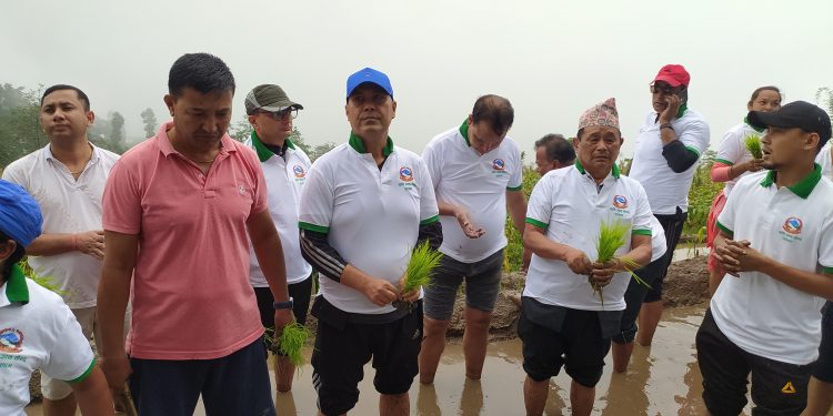 इलाममा पनि मनाइयो धान दिवस