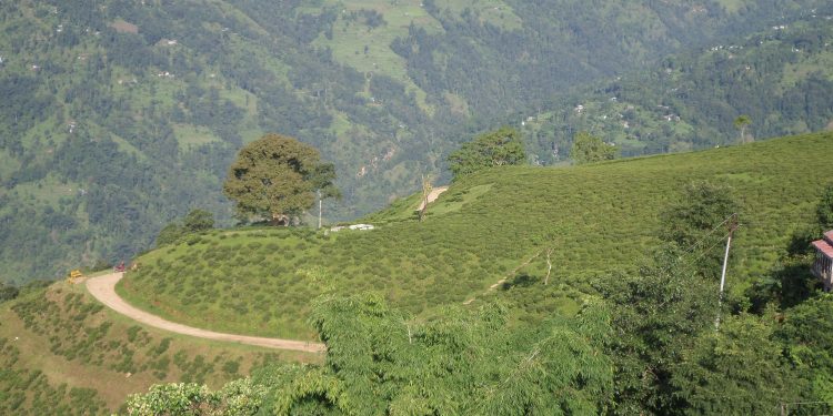 चिया खेतिमा प्राबिधिक ज्ञान