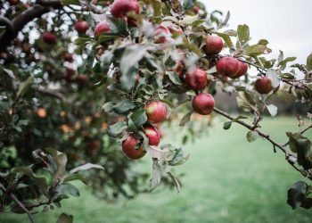 अनुदानमा स्याउका बिरुवा वितरण