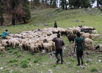 लेकाली भेगका किसानको रोजाइ बन्दै भेडापालन