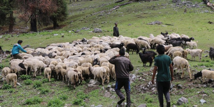 लेकाली भेगका किसानको रोजाइ बन्दै भेडापालन