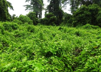 झापामा डेढ हजार हेक्टर वन अतिक्रमण