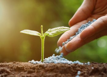 यसवर्ष रासायनिक मलको अभाव हुँदैन : प्रधानमन्त्री दाहाल