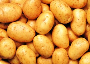 ताराखोलाका किसानलाई आलु भित्र्याउने चटारो