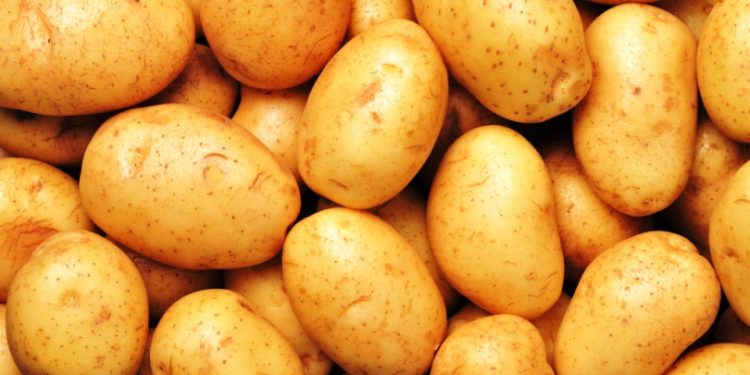 ताराखोलाका किसानलाई आलु भित्र्याउने चटारो