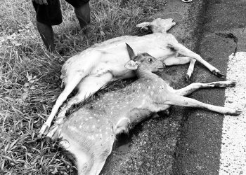 पथरी शनिश्चरेमा दुई वटा हरिण मृतावस्थामा फेला