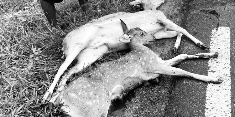 पथरी शनिश्चरेमा दुई वटा हरिण मृतावस्थामा फेला