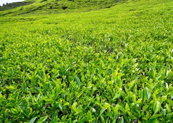 ज्याला वृद्धिको माग राख्दै झापाका चिया श्रमिक आन्दोलित