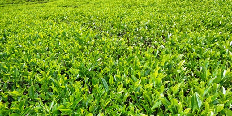 ज्याला वृद्धिको माग राख्दै झापाका चिया श्रमिक आन्दोलित