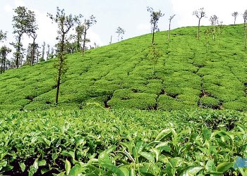 ज्याला वृद्धिको माग राख्दै झापाका चिया श्रमिक आन्दोलित