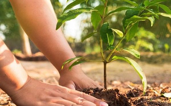 ‘भावी सन्ततिका लागि वृक्षरोपण गरौँ’